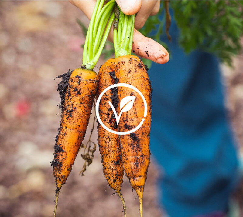 Carrots